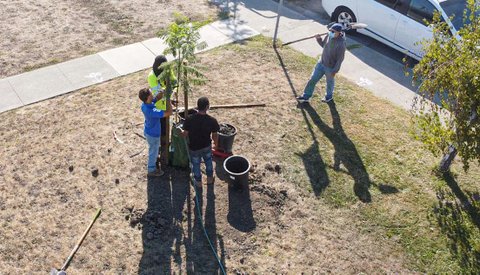 Overhead view of people planting a tree,