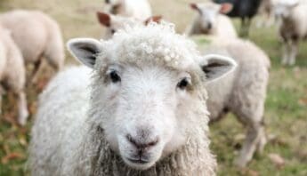 A sheep looking directly into the camera