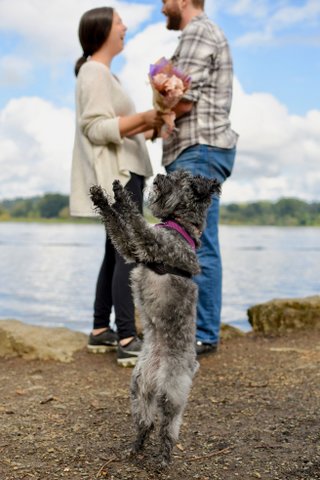 Small gray terrier on its hind legs with a man and woman and lake in the background.