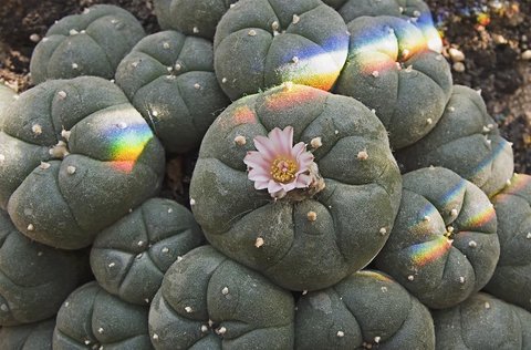 Peyote plant with ray of sunlight in rainbow colors