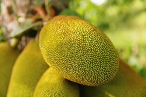 Fresh whole jackfruit