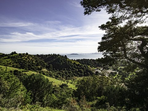 Lush green hills covered with trees in the foreground with a view of San Francisco Bay in the background