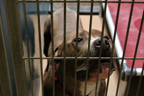 A very cute pit bull looking up through the bars of a cage