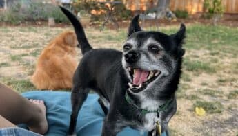 An adorable black Chihuahua with gray fur on his face, chest and paws looks with a joyful expression toward a person whose leg is visible. A golden retriever is curled up nearby.