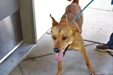 A tan dog with perky ears and tongue hanging out on a leash