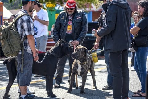 A black dog and a brindle and white dog greet each other amid a crowd of people. Both are on chain leashes