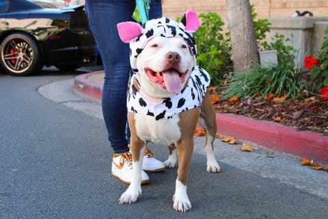 A brown and white pit bull in a cow costume