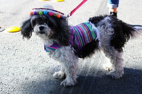 A maltipoo dog in a colorful costume with hat