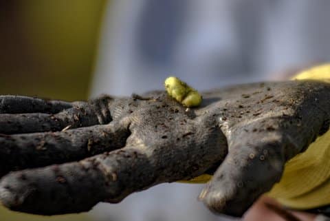 A black-gloved hand with a green caterpillar on its outstretched palm