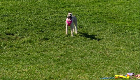 A dog with pink bandanna on green grass