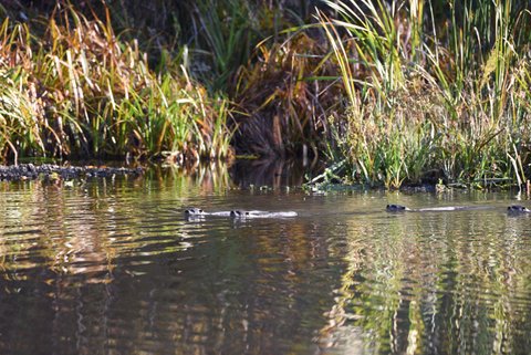 Otters swim in a lake with tall grass growing on the shore