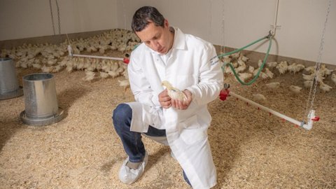 A man wearing a white lab coat and protective booties over his shoes holds one young chicken with several other chickens on the ground behind him