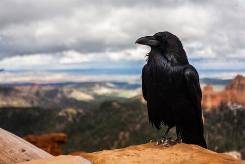 a crow perched in bryce canyon national park