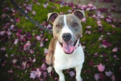 adorable pit bull with sweet expression and tongue hanging out, on leash, sitting on grass and looking up at the camera