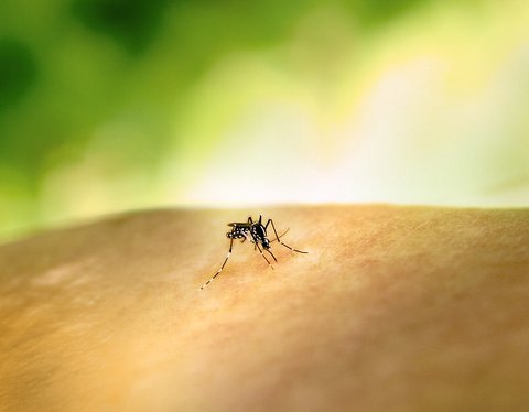 close up of a mosquito on a white person's arm