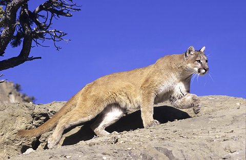 mountain lion