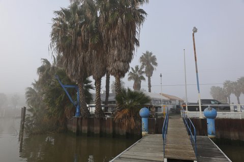 a boat dock on a foggy day. several palm trees are visible on land