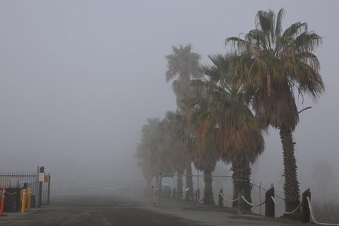 palm trees lining a barely visible parking lot on a foggy day