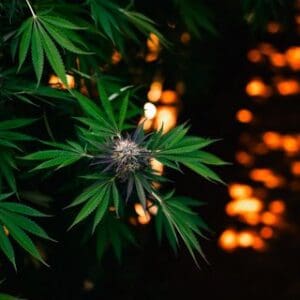 BCN-20241001-MENDOMARIJUANA-01