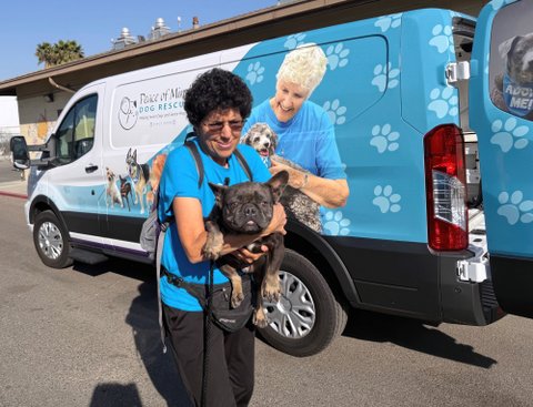 a woman is smiling down at a french bulldog she is holding. the dog has a black face and is looking at the camera. they are in front of a van that says peace of mind dog rescue