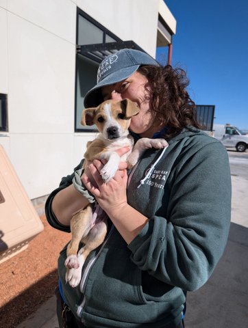 a woman holding an adorable puppy