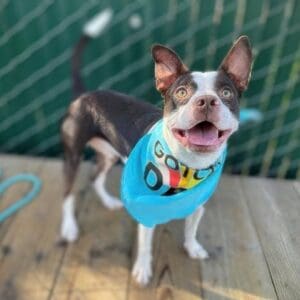 BCN-20250122-ANTIOCHADOPT-03