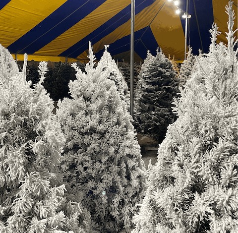 christmas trees painted white to give the appearance of snow under a striped blue and yellow fabric roof