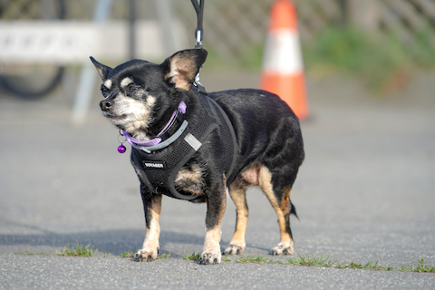 a black Chihuahua with partially tan legs and gray face in a harness and leash