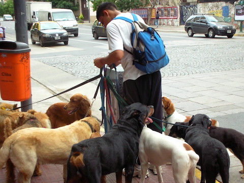 guy with backpack and several dogs on leashes
