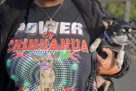 close up of a person's T shirt that says power of chihuahua with a picture of a chihuahua with US flag sunglasses and mask. the person is holding a black chihuahua with light colored paws and face