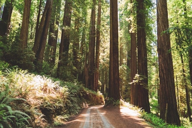 California Forestry Jobs Push Targets Equity, Workforce Shortages